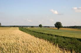 Wzrośnie stawka podatku od ziemi