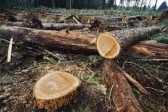 Moldsilva blokuje dzierżawę lasów
