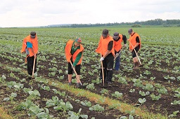 Ministerstwo Rolnictwa Rosji chce przyciągnąć pracowników sezonowych z Tadżykistanu